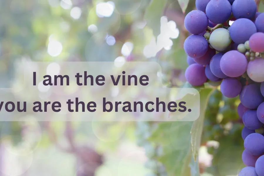 grapes_on_a_vine